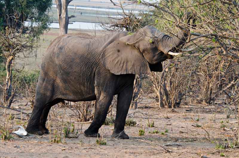 16 - Botswana - elefante - parque nacional de Chobe